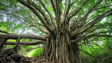 Electrically shocking plant roots: The latest method to "Save the World" 