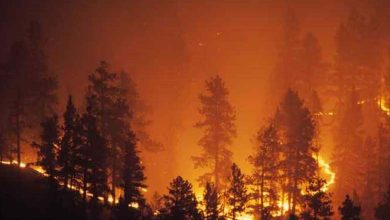 Extreme weather wreaks havoc on Argentine heritage... 600 hectares destroyed in a nature reserve