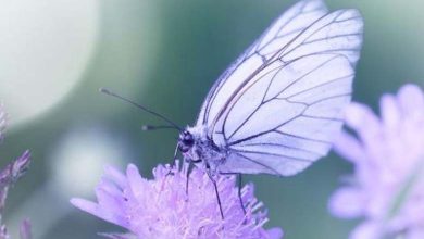 How some butterflies adapt to climate changes