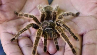 Treatment for arachnophobia reduces the fear of heights