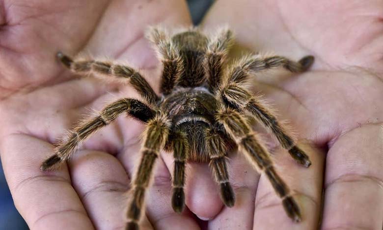 Treatment for arachnophobia reduces the fear of heights