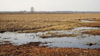 Wetlands: A carbon sink, but also a source of methane gas! 