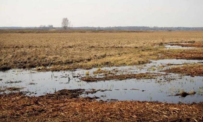 Wetlands: A carbon sink, but also a source of methane gas! 