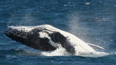 Scientists Uncover the Anatomical Secret Behind Whale Songs 