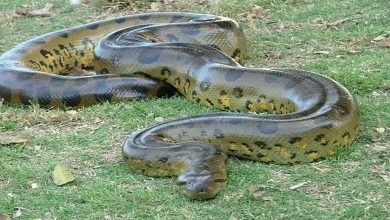 Discovery of the "largest snake in the world" .. weighing 200 kilograms and measuring 8 meters (photos) 