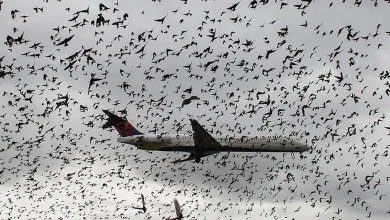 Birds Cause Egyptian Plane Flight Cancellation in Rwanda