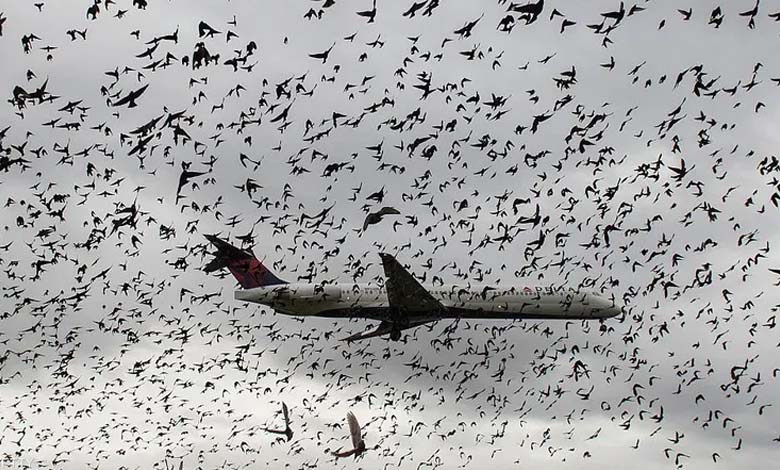 Birds Cause Egyptian Plane Flight Cancellation in Rwanda