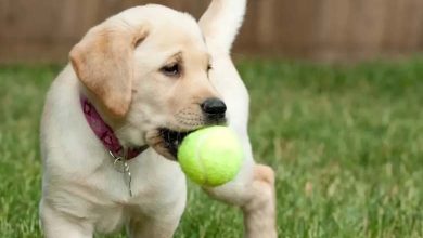 Study: Dogs Can Link Words to Objects