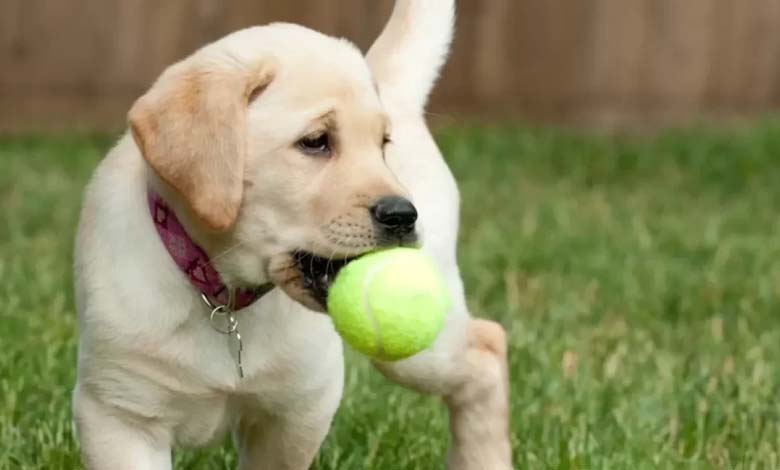 Study: Dogs Can Link Words to Objects