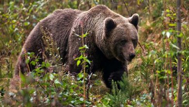 After Reprieve from Execution, Female Bear Who Killed a Young Man is Relocated from Italy