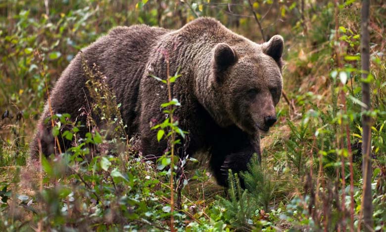After Reprieve from Execution, Female Bear Who Killed a Young Man is Relocated from Italy