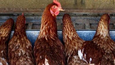 Australia: New Case of Avian Influenza in Poultry Farm