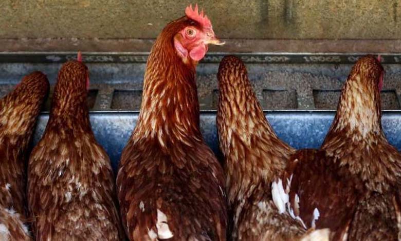 Australia: New Case of Avian Influenza in Poultry Farm