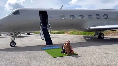 For the First Time... "First Class" Air Travel for Dogs 