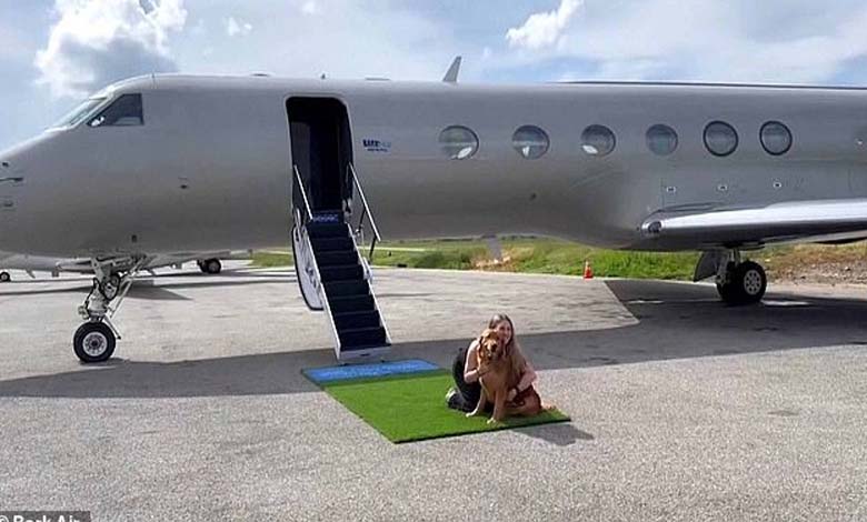 For the First Time... "First Class" Air Travel for Dogs 