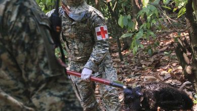 Severe Heatwave in Mexico Causes Monkeys to Fall Dead from Trees