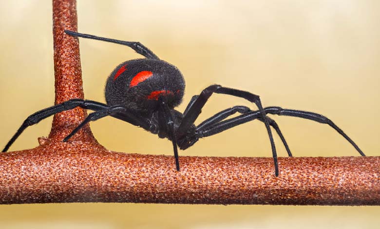 Warnings of Deadly Spiders Potentially Invading U.S. States