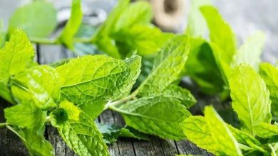 What is the effect of the scent of mint on Alzheimer's patients?