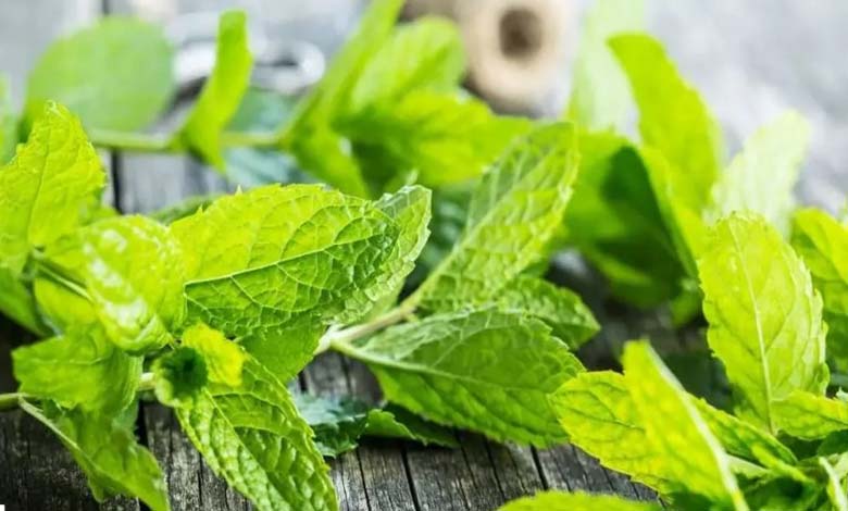 What is the effect of the scent of mint on Alzheimer's patients?