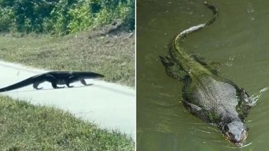 1.5-Meter Lizard Roams Florida Streets