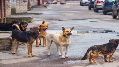 "Stray Dogs": A Phenomenon Causing Fear and Division in Turkey