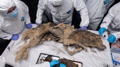 44,000-Year-Old Wolf Mummy Found