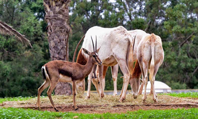 Damascus: Animal Arrival Delays Postpone Zoo Opening