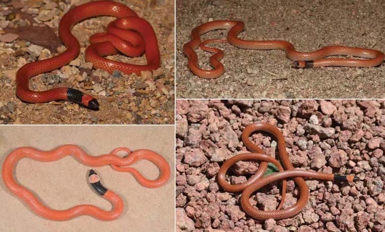 Discovery of a New Snake Species in Saudi Arabia