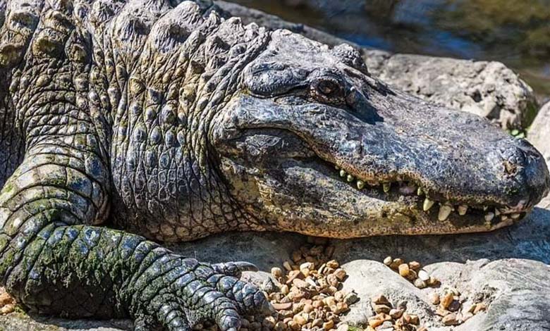 In a "Terrifying" incident, a huge crocodile swallows a woman