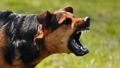 "Horrific": Pet Dog Kills Its Owner (photos)
