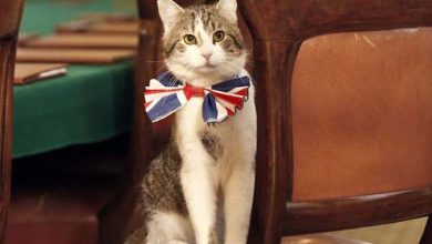"Larry" is not the only one... Lucky cats on the seats of power