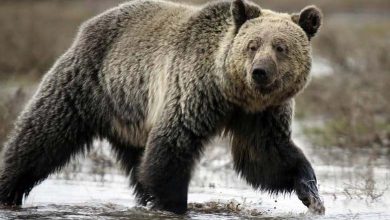 Bear Ends Girl's Hike in Terrifying Way