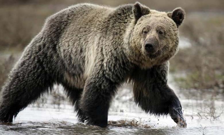 Bear Ends Girl's Hike in Terrifying Way