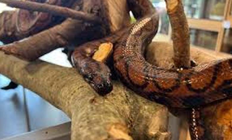 Discovery of Brazilian Snake Reproducing Without Mating