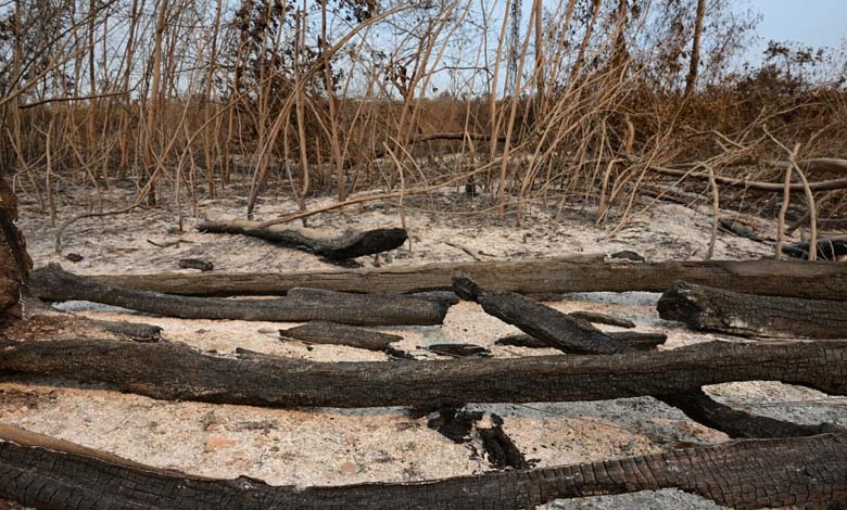 Fires Threaten the Lifestyle of the "Guardians" of Brazil's Pantanal Region