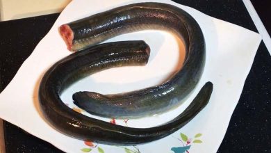 Japan: Grilled Eel Dish Kills Woman and Sickens 140 Others