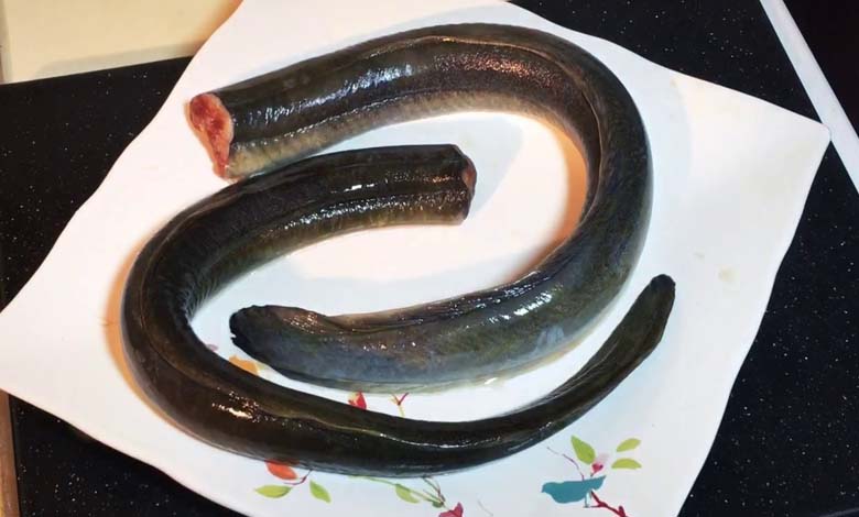 Japan: Grilled Eel Dish Kills Woman and Sickens 140 Others