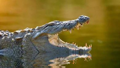 Remains of an Australian Child Attacked by a Crocodile Found