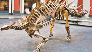 Revealing the Identity of the Buyer of the Most Expensive Dinosaur Skeleton