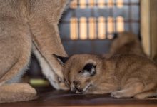 Saudi Research Center Witnesses Birth of First Twin Caracals 