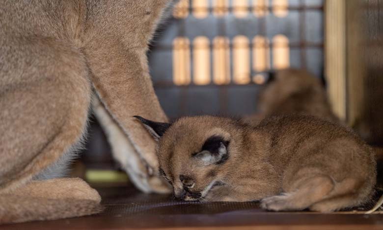 Saudi Research Center Witnesses Birth of First Twin Caracals 