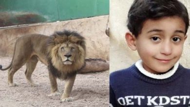 Tragedy in Libya: Lion devours child, authorities step in