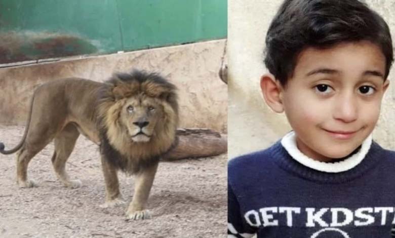 Tragedy in Libya: Lion devours child, authorities step in