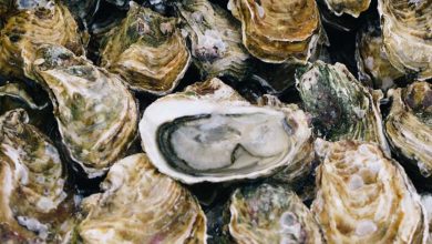 YouTuber Dies After Eating Raw Oysters... What is Vibrio Bacteria?