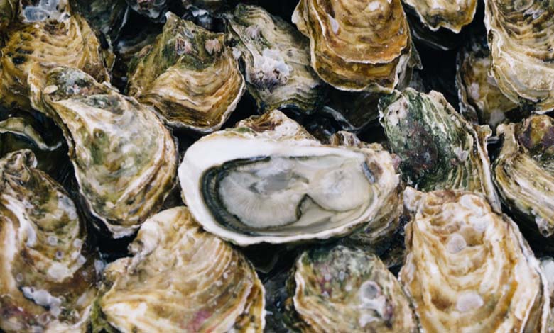 YouTuber Dies After Eating Raw Oysters... What is Vibrio Bacteria?