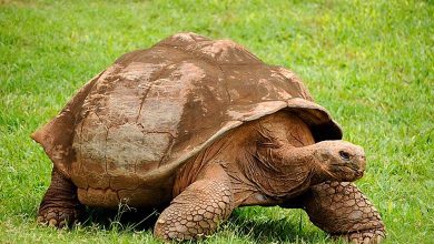 "The Longest Journey": A turtle takes 31 years to return to its starting point