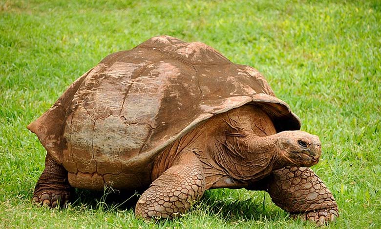 "The Longest Journey": A turtle takes 31 years to return to its starting point