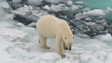 "Unprecedented" Heat in Antarctica Rises by 10 Degrees Celsius