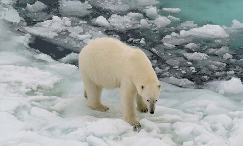 "Unprecedented" Heat in Antarctica Rises by 10 Degrees Celsius