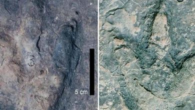 260 "Identical" Dinosaur Footprints Found in These Two Countries